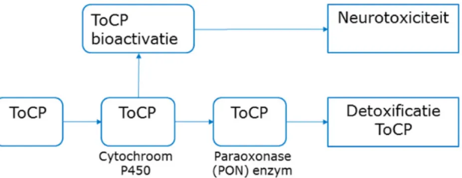 Figuur 4. Schematische weergave van de biotransformatie van ToCP (aangepast  overgenomen uit van den Berg, 2014)