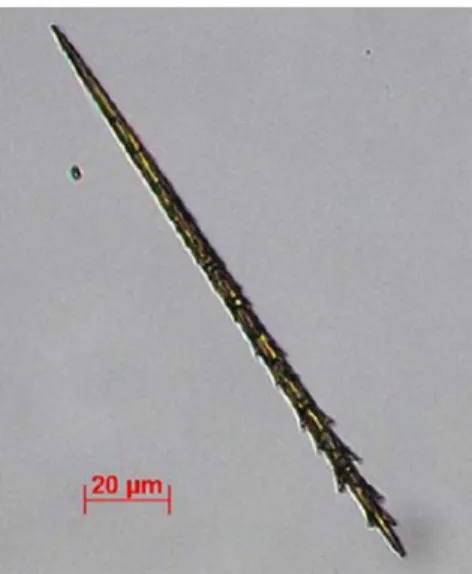Figuur 1: Thaumetopoea haartjes (setae) bevatten veel thaumetopoein.Figuur  Overgonomen uit Fenk (2007) 