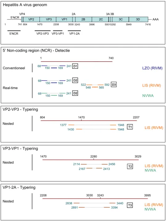 Figuur 3: Overzicht van de Reverse Transcriptase-PCR’s die door de 