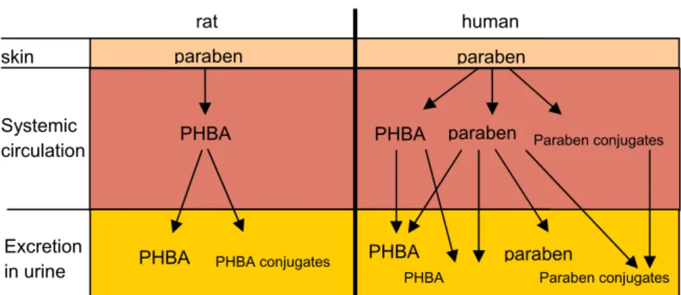 Figure 2 Comparison of rat and human skin and liver metabolites 
