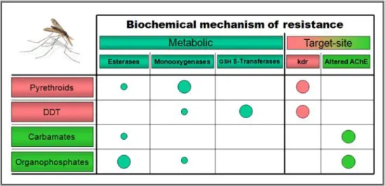 Figuur 2 Belangrijke biochemische resistentiemechanismen tegen belangrijke  klassen van insecticiden bij volwassen muggen