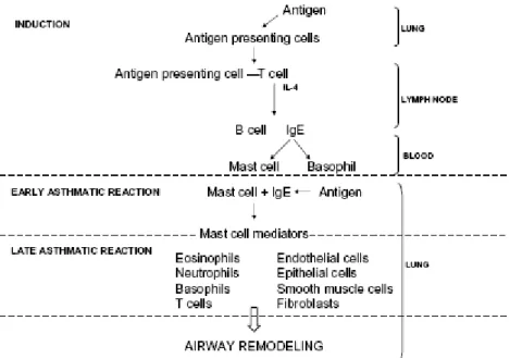 Figure 1 (adopted from Verstraelen et al. 2008). Overview of the allergic  cascade.  
