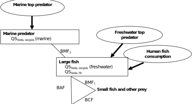 Figure 1), corresponding water  concentrations can be calculated. For this, information on the accumulation of  substances by aquatic organisms from the aqueous phase (bioconcentration)  and accumulation in the food chain (biomagnification) has to be taken