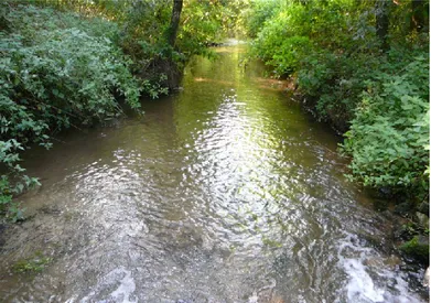 Foto 2 Infiltratie van oppervlaktewater in waterwingebied geeft risico‟s voor de microbiologische  veiligheid van het onttrokken grondwater