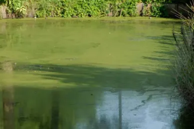 Figure 7 Water in Nieuwegein contaminated with cyanobacteria. 
