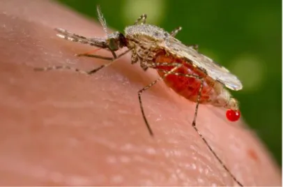 Figure 8 Picture of a malaria mosquito. 