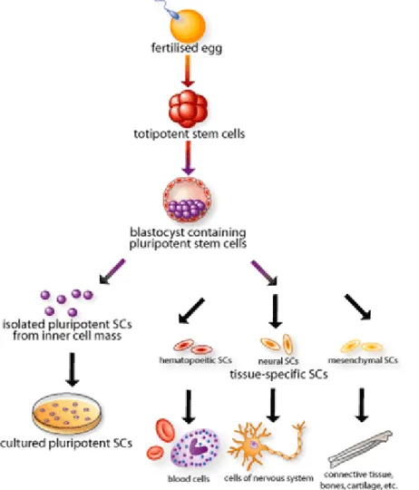 Figure 1: Origin, isolation and specialisation of stem cells 1