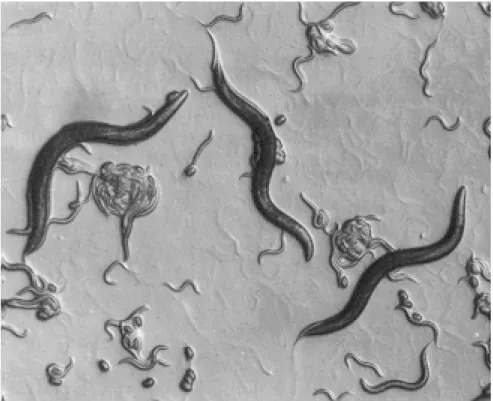 Figure 1 - Laboratory culture of C. elegans, showing eggs, various larval stages, and adult worms (size of adult  worms is approx