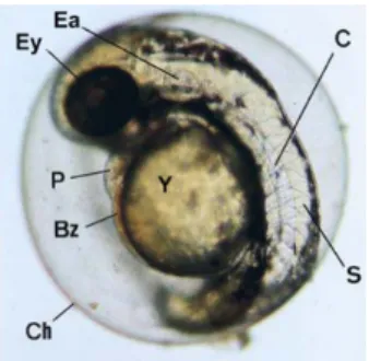 Figure 2 - Zebrafish embryo 48 hours post fertilization, illustrating transparancy of egg and embryo, enabling  assessment of major structures