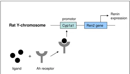 Figure 1. Schematic representation of induced renin expression by activation of the aryl hydrocarbon receptor  (Ah) by a ligand