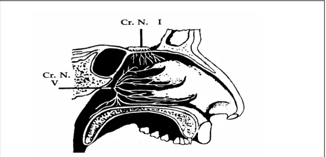 Figure 4 :  Simplified anatomy and innervation of the lateral wall of the nasal cavity: Cr.N