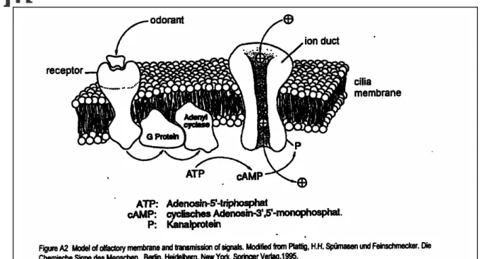 Figure 7.  Model of olfactory membrane and transmission of signals. (Plattig, 1995) 