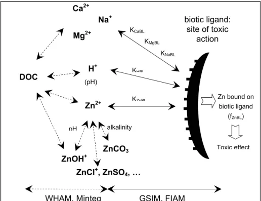 Figure 3.4: Schematically overview of the Biotic Ligand Model for bioavailability and toxicity of zinc (this  scheme also applies to other metals)