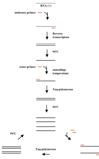 Figuur 1: Schematische weergave van de RT-PCR reactie.  