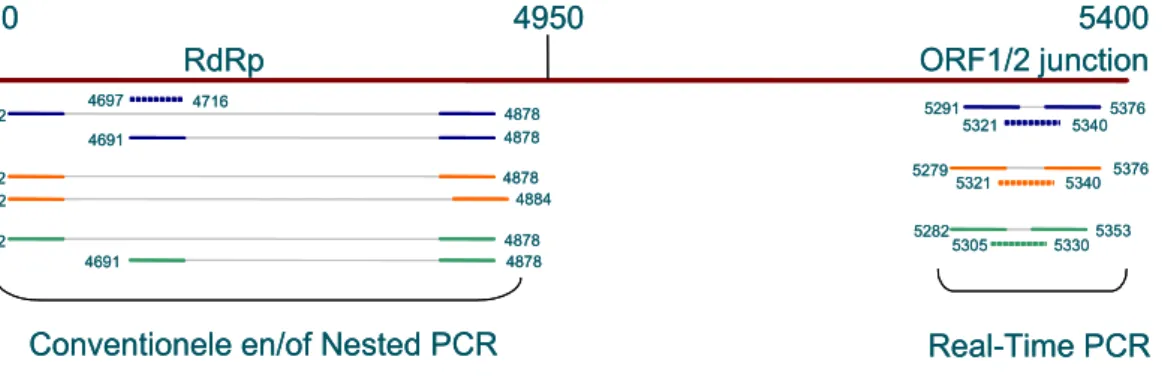Figuur 2: Schematische weergave van de ligging van gebruikte primers en probe combinaties voor  detectie van NoV GGI RNA