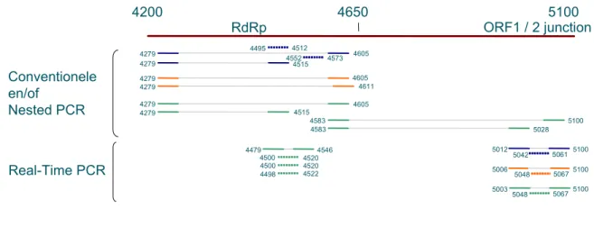Figuur 3: Schematische weergave van de ligging van gebruikte primers en probe combinaties voor  detectie van NoV GGII RNA