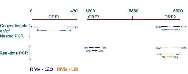 Figuur 5: Schematische weergave van de ligging van gebruikte primers en probe combinaties voor  detectie van HEV RNA