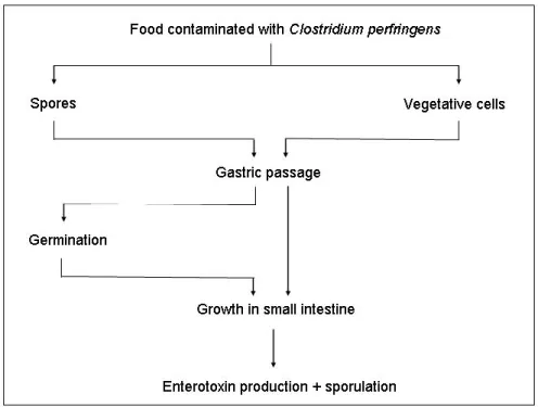 Figure 1 Various stages of investigation of the gastrointestinal passage of Clostridium perfringens .