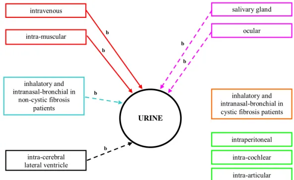 Figure 7. Qualitative model of AAV2 shedding via urine from different administration routes