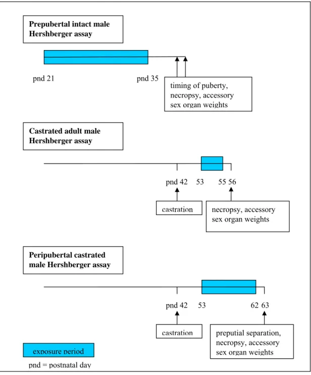 Figure 4. Schematic representation of typical versions of the Hershberger assay.