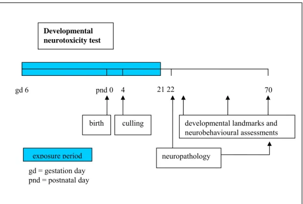 Figure 6. Schematic representation of a typical stand alone version of the developmental neurotoxicity  test