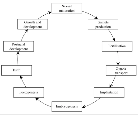 Figure 1. Schematic representation of the reproductive cycle. 
