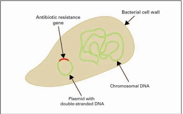 Figure 1. A bacterium, carrying an antibiotic resistance gene (ARG) on a plasmid. 