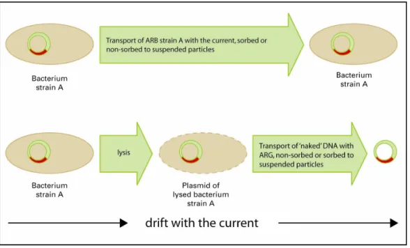 Figure 5.  Transport of bacteria and extracellular ARGs.  