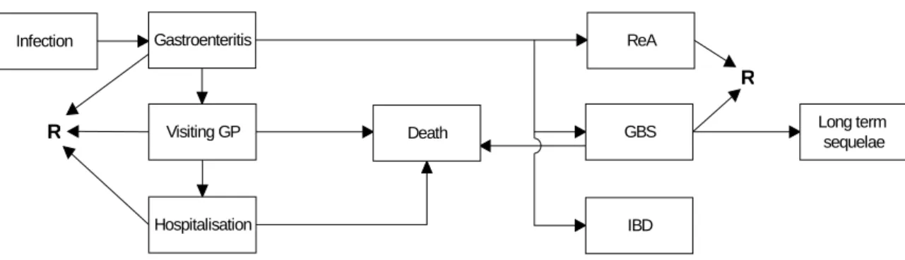 Figure A.1-1 Outcome tree Campylobacter-associated GE and sequelae (R: recovery). 