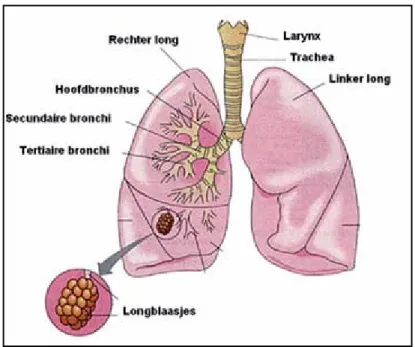 Figuur 3  De belangrijkste componenten van het ademhalingsstelsel (bron: NRR [10]) 