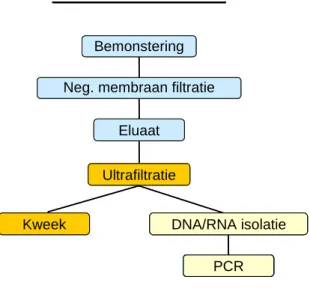 Figuur 7: Schematische weergave van de concentratie en zuiveringsstappen voor celkweek (donker geel)  voor de detectie van infectieuze virusdeeltjes en voor moleculaire detectietechnieken (lichtgeel) voor de  detectie van zowel infectieuze als niet-infecti