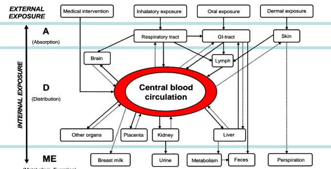 Figure 4.1: The ADME processes (absorption, distribution, metabolism and excretion) of NPs in the  human body