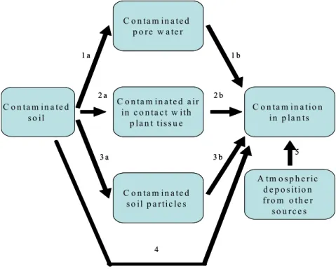 Figure 3.1 shows the pathways for uptake of contaminants into vegetables.  