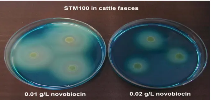Figure 3  Migration of S.Typhimurium in artificially contaminated cattle faeces on  MSRV containing 0.01 g/L novobiocin and 0.02 g/L novobiocin after 24 h of  incubation at (41.5 ± 1) ºC