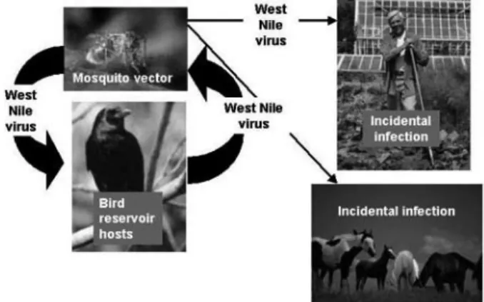 Figuur 3.10 Transmissiecyclus van West-Nilevirus (bron: CDC).