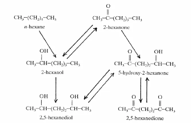 Figure 4.4 (Partial) biotransformation pathway for n-hexane 