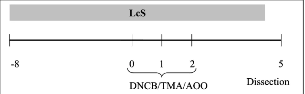 Figure 1: Experimental setup adapted LLNA LcS-801 2 5DNCB/TMA/AOO  DissectionLcS-80125DNCB/TMA/AOO Dissection