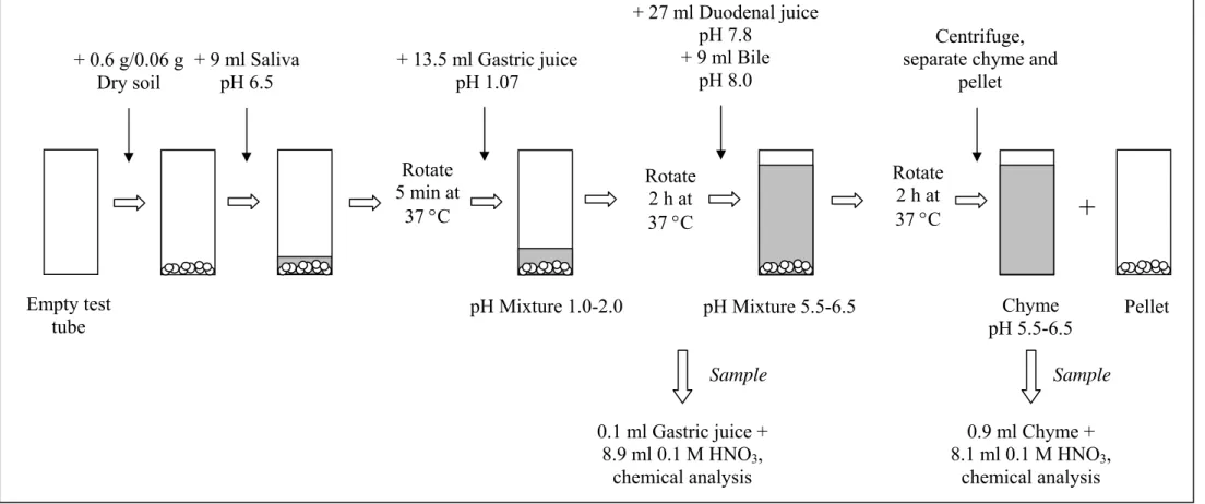 Figure 3. Schematic representation of the in vitro digestion procedure simulating fasted conditions + 9 ml Saliva pH 6.5+ 13.5 ml Gastric juice pH 1.07Rotate 5 min at 37 °C Rotate 2 h at 37 °C  + 27 ml Duodenal juice pH 7.8 + 9 ml Bile pH 8.0 Rotate 2 h at