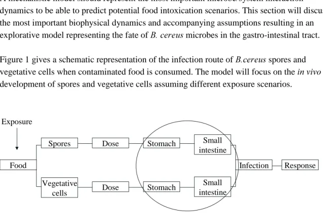 Figure 1 gives a schematic representation of the infection route of  %FHUHXV spores and  vegetative cells when contaminated food is consumed