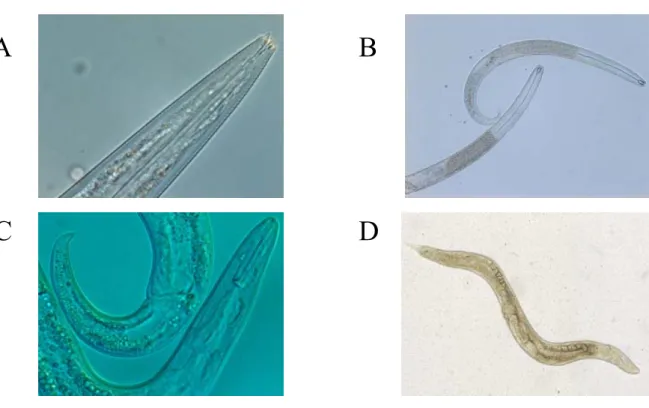 Figure 2. Nematodes, indicators for soil quality and land management (18-21), can be identified both  morphologically or taxonomically to either genus/species lever, r-K life strategy or feeding habits