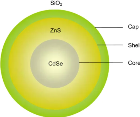 Figure 5. Schematic representation of a quantum dot. The cadmium selenide core is  surrounded by a shell of zinc sulphide