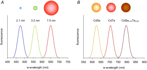 Figure 6. Optical properties of binary and alloyed quantum dots. Schematic drawings of three CdSe quantum  dots with different diameters (A) and three quantum dots (mean diameter ~5 nm) with different composition (B)  and their corresponding fluorescence e