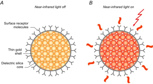 Figure 8. Photo-thermal ablation therapy using gold-coated silica nanoshells. Surface receptor  molecules, e.g