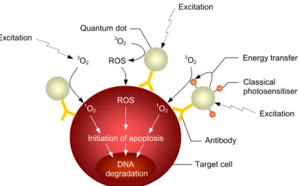 Figure 9. Schematic illustration of possible mechanisms for quantum dot-induced photodynamic  therapy