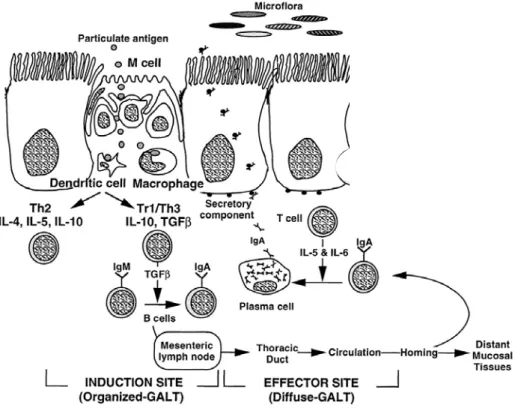 Figure 4: Representation of the mucosal immune response to luminal antigens.  