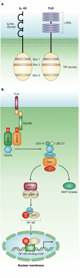 Figure 5: Toll signaling pathways (from  Akira and Takeda 2004) 
