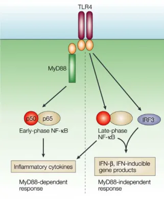Figure 6: TLR4 signaling (from Akira  and Takeda 2004) stimulation of TLR4  activates two pathways: MyD88  (myeloid differentiation  primary-response protein 88)-dependent and  MyD88-independent