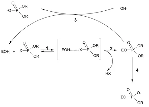 Figure 1. Schematic representation of the interaction and enzymatic steps in the  actions between an OP and AChE