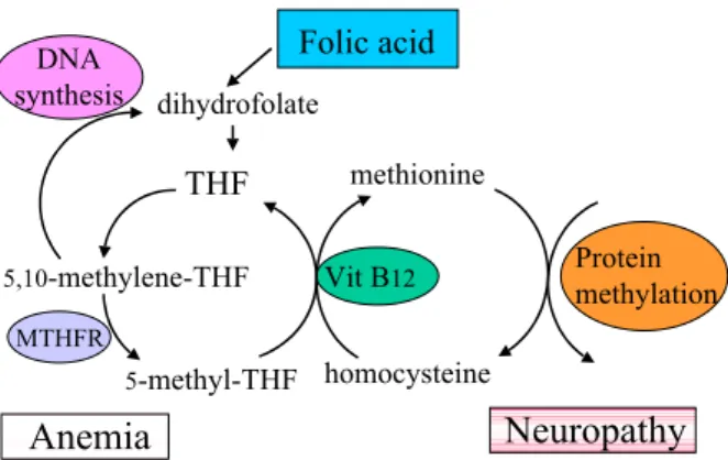 Figure 1. Metabolic routes involving folic acid. Deficiency in folate gives  megaloblastic anaemia, whereas vitamin B 12  deficiency elicits the same type of  anaemia and in some 40% of the cases also symptoms or signs of neuropathy