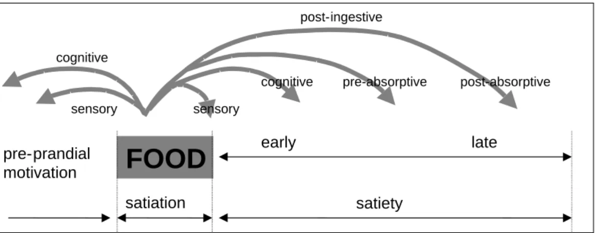 Figure 3. The satiety cascade (adapted from (14)) 